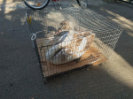 Спасение гадкого утенка. В Чаплынке сняли с проводов лебеденка и передали в заповедник