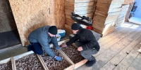 В лесхозах Херсонской области начали заготавливать семена сосны - Херсонское агентство новостей