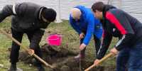 В Железном Порту высадили деревья к 81-й годовщине освобождения Херсона - Херсонское агентство новостей