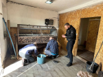 В Херсонской области перерабатывают сосновые шишки для получения семян
