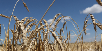 Меморандум России и ООН об экспорте сельхозпродукций не продлят - Херсонское агентство новостей