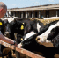 Губернатор Херсонской области посетил передовое агропредприятие «Асканийское» - Губернатор Херсонской области