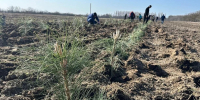 В Херсонской области высадили 35 тыс. саженцев крымской сосны - Херсонское агентство новостей