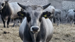 В Херсонской области построят молочную ферму и жилой комплекс